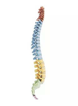 Human vertebra shown to Allen TX patient