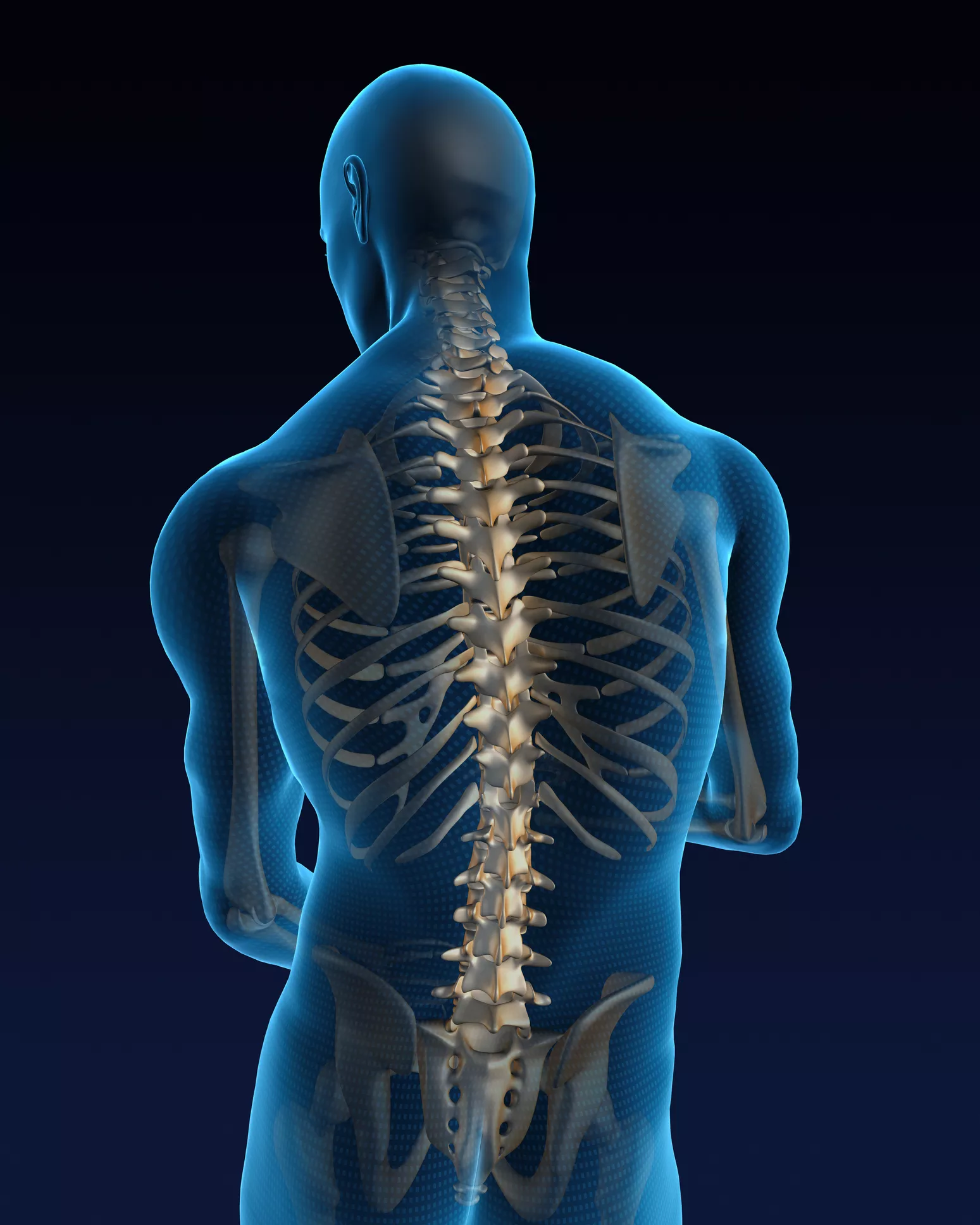 Human spine back illustration