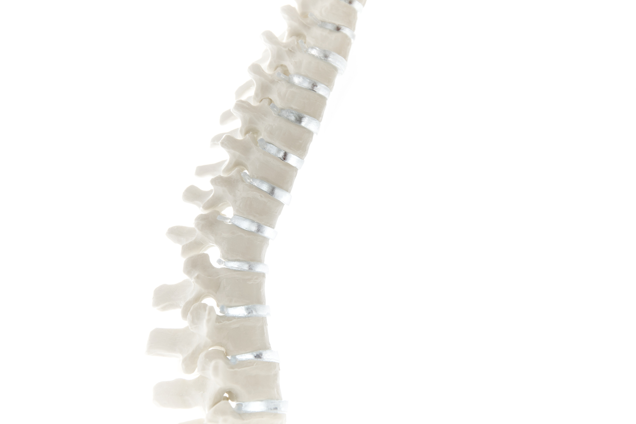 Anatomical spine model
