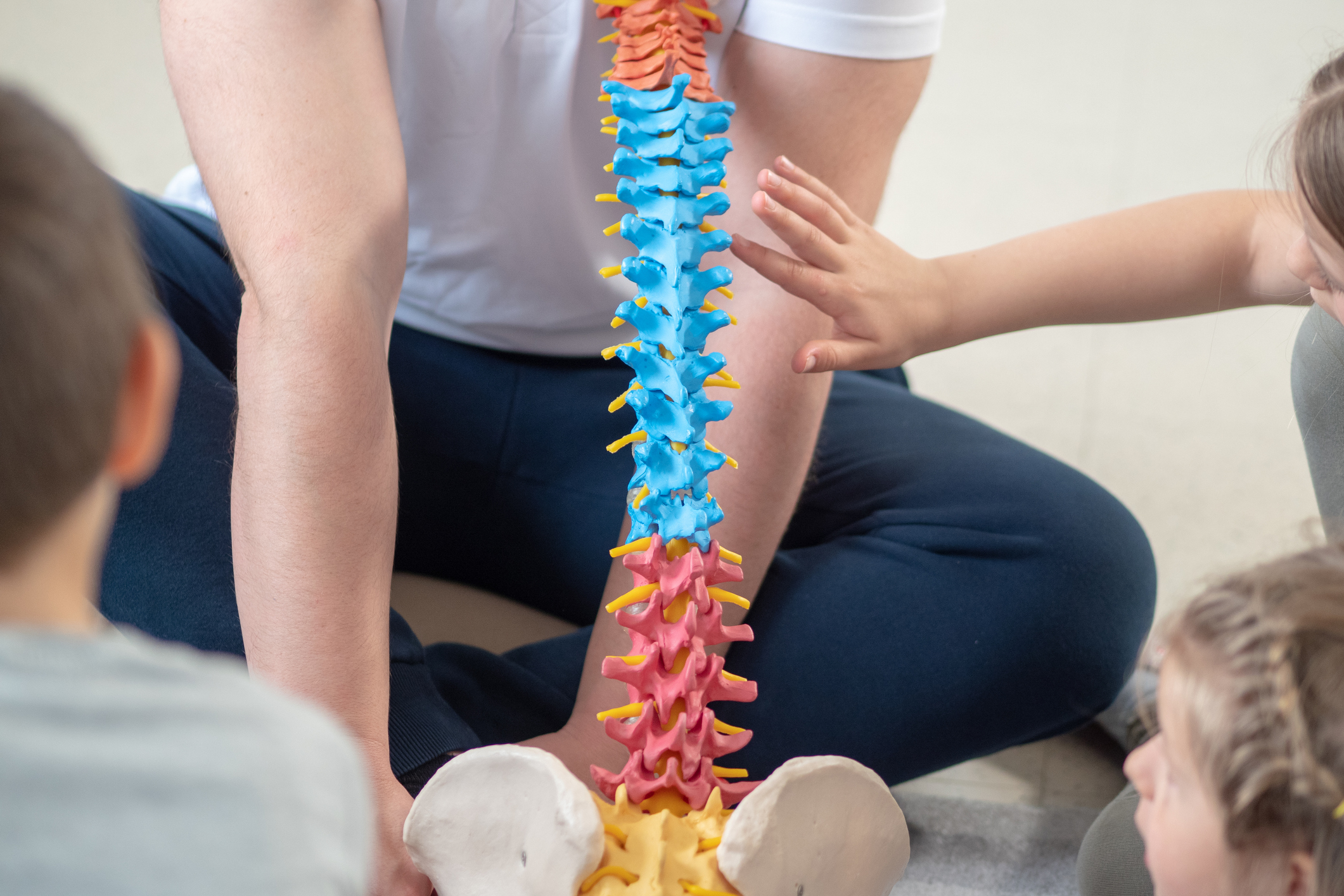 Human spine model for Garland TX patients