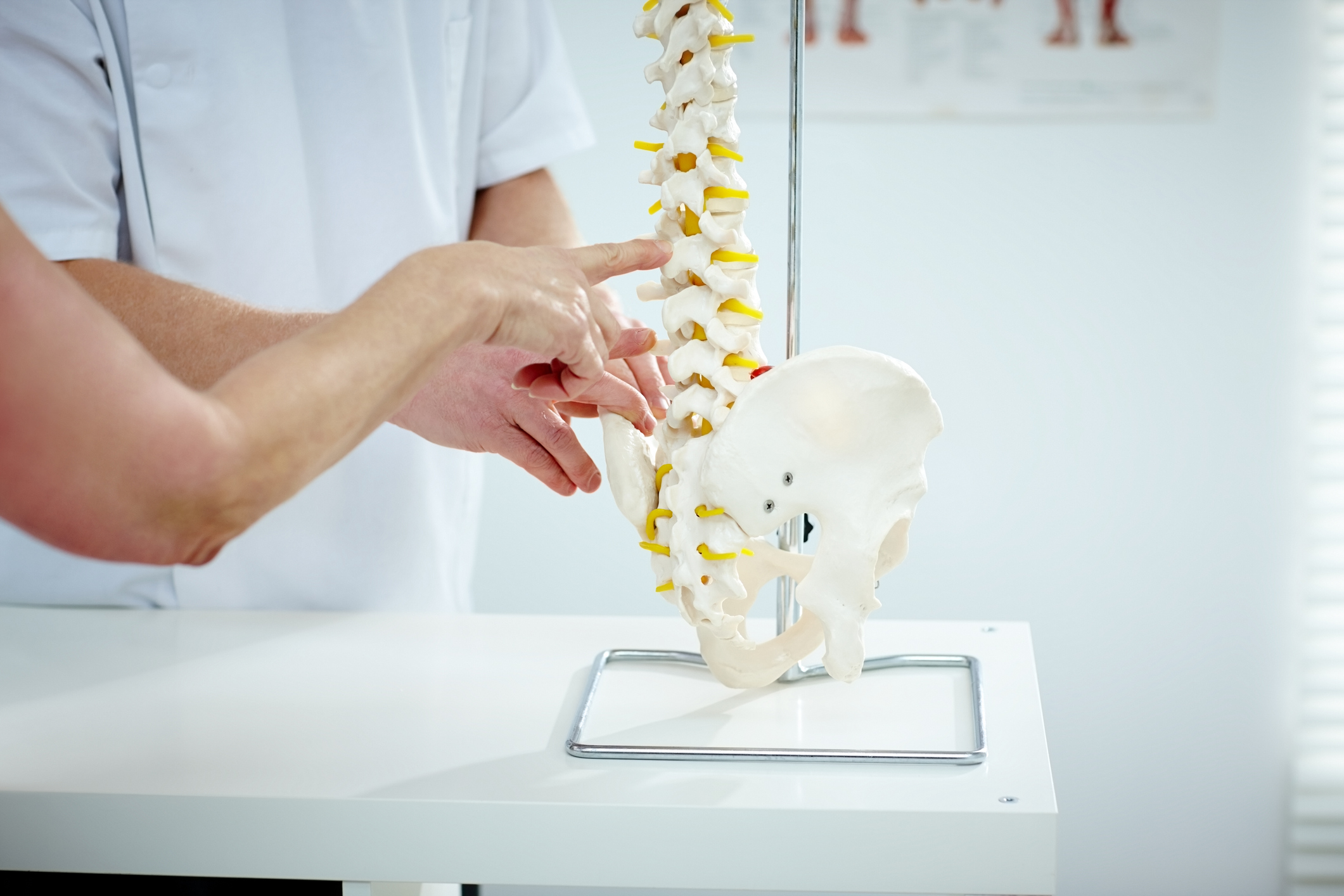 Plastic model of Lumbar Spine area of spine