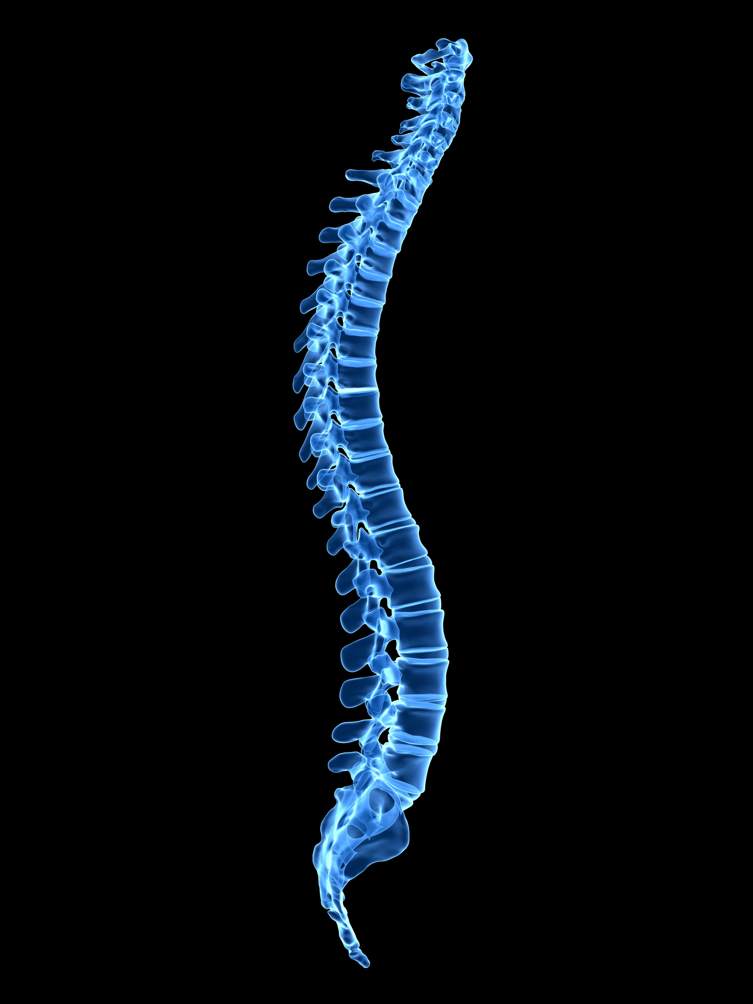 Human spine, illustration