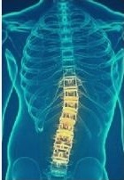 Green spine with yellow lumbar region shown to Irving TX patients