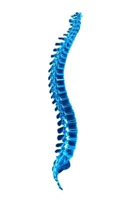 Spine blue illustration for Kingston OK patients