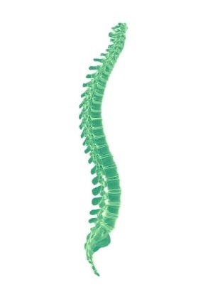 Spine illustration in green