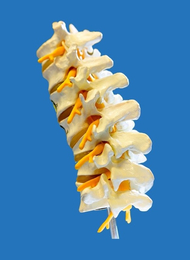 Spine section to explain to Frisco TX patients