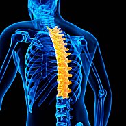 Thoracic Spine